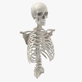 3D Real Human Rib Cage Spine Male Skull Calvicle and Scapula Bones Anatomy With Disks White model